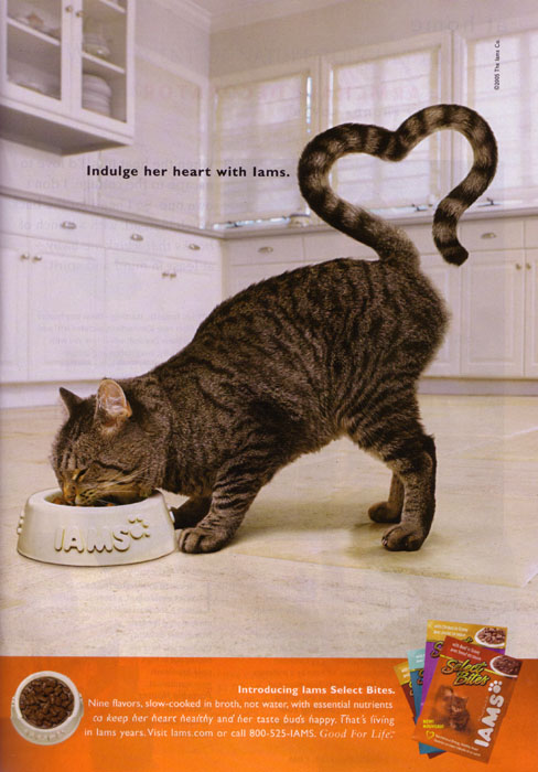 iams cat